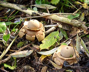 Geastrum triplex (Geastraceae)  - Géastre a trois enveloppes - Collared Earthstar Nord [France] 30/10/2004 - 30m