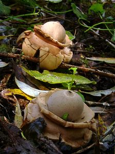 Geastrum triplex (Geastraceae)  - Géastre a trois enveloppes - Collared Earthstar Nord [France] 30/10/2004 - 30m