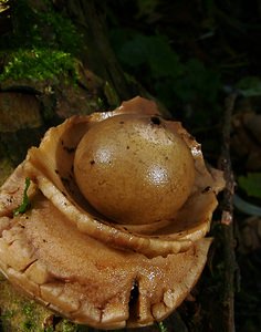 Geastrum triplex (Geastraceae)  - Géastre a trois enveloppes - Collared Earthstar Nord [France] 30/10/2004 - 30m