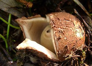 Geastrum triplex (Geastraceae)  - Géastre a trois enveloppes - Collared Earthstar Nord [France] 30/10/2004 - 30m