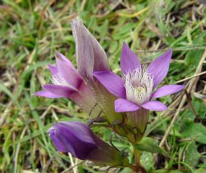 Gentianella germanica (Gentianaceae)  - Gentianelle d'Allemagne, Gentiane d'Allemagne - Chiltern Gentian Somme [France] 10/10/2004 - 150m