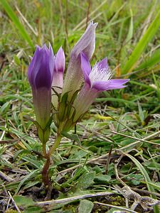 Gentianella germanica (Gentianaceae)  - Gentianelle d'Allemagne, Gentiane d'Allemagne - Chiltern Gentian Somme [France] 10/10/2004 - 150m