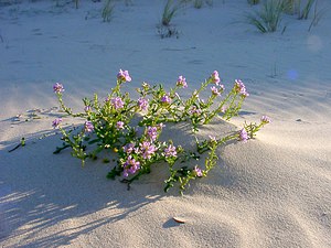 Cakile maritima (Brassicaceae)  - Caquillier maritime, Cakilier, Roquette de mer - Sea Rocket Nord [France] 07/12/2004