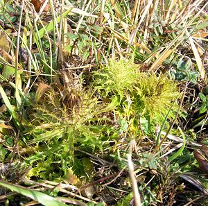 Carlina vulgaris (Asteraceae)  - Carline commune, Chardon doré - Carline Thistle Somme [France] 19/12/2004 - 80m