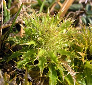 Carlina vulgaris (Asteraceae)  - Carline commune, Chardon doré - Carline Thistle Somme [France] 19/12/2004 - 80m