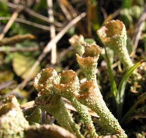 Cladonia chlorophaea (Cladoniaceae)  Somme [France] 19/12/2004 - 80m