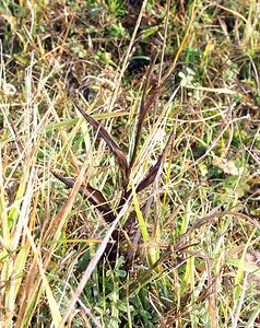 Epipactis atrorubens (Orchidaceae)  - Épipactide rouge sombre, Épipactis rouge sombre, Épipactis brun rouge, Épipactis pourpre noirâtre, Helléborine rouge - Dark-red Helleborine Somme [France] 19/12/2004 - 80m