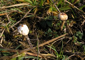 Tulostoma brumale (Tulostomataceae)  - Winter Stalkball Somme [France] 19/12/2004 - 80m