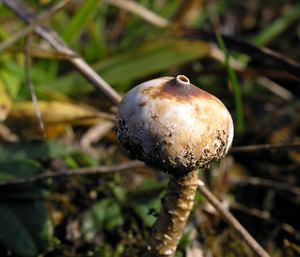 Tulostoma brumale (Tulostomataceae)  - Winter Stalkball Somme [France] 19/12/2004 - 80m