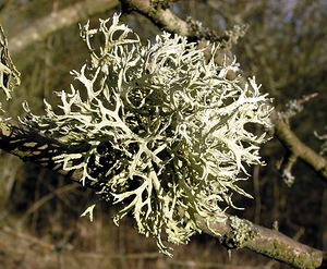 Evernia prunastri (Parmeliaceae)  Oise [France] 22/01/2005 - 170m