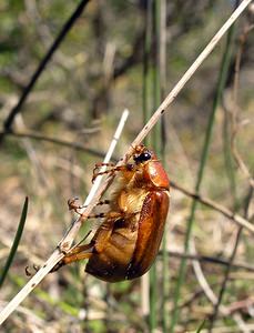 Amphimallon solstitiale (Scarabaeidae)  - Hanneton de la Saint-Jean - Summer Chafer Herault [France] 21/04/2005 - 700m