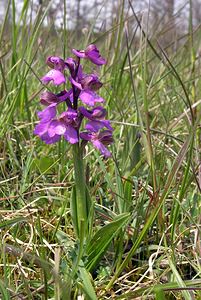 Anacamptis morio (Orchidaceae)  - Anacamptide bouffon, Orchis bouffon Cantal [France] 22/04/2005 - 650m