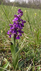 Anacamptis morio (Orchidaceae)  - Anacamptide bouffon, Orchis bouffon Cantal [France] 22/04/2005 - 650m