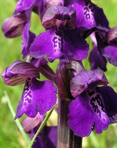 Anacamptis morio (Orchidaceae)  - Anacamptide bouffon, Orchis bouffon Cantal [France] 22/04/2005 - 650m