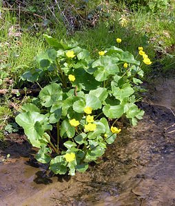 Caltha palustris (Ranunculaceae)  - Populage des marais, Sarbouillotte, Souci d'eau - Marsh-marigold Aisne [France] 03/04/2005 - 100m