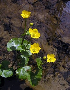 Caltha palustris (Ranunculaceae)  - Populage des marais, Sarbouillotte, Souci d'eau - Marsh-marigold Aisne [France] 03/04/2005 - 100m