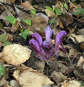 Lathraea clandestina (Orobanchaceae)  - Lathrée clandestine - Purple Toothwort Aude [France] 20/04/2005 - 640m