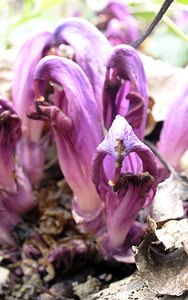 Lathraea clandestina (Orobanchaceae)  - Lathrée clandestine - Purple Toothwort Aude [France] 20/04/2005 - 640m