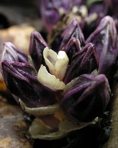 Lathraea clandestina (Orobanchaceae)  - Lathrée clandestine - Purple Toothwort Aude [France] 20/04/2005 - 640m
