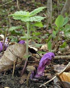 Lathraea clandestina (Orobanchaceae)  - Lathrée clandestine - Purple Toothwort Aude [France] 20/04/2005 - 640m