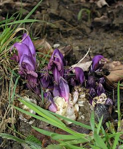 Lathraea clandestina (Orobanchaceae)  - Lathrée clandestine - Purple Toothwort Aude [France] 20/04/2005 - 640m