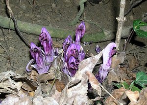 Lathraea clandestina (Orobanchaceae)  - Lathrée clandestine - Purple Toothwort Aude [France] 20/04/2005 - 640m