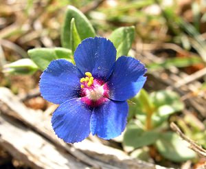 Lysimachia foemina (Primulaceae)  - Lysimaque bleue, Mouron femelle, Mouron bleu - Blue Pimpernel Bas-Ampurdan [Espagne] 18/04/2005 - 150m