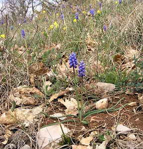 Muscari botryoides (Asparagaceae)  - Muscari fausse botryde, Muscari faux botrys, Muscari botryoïde, Muscari en grappe - Compact Grape-hyacinth Herault [France] 13/04/2005 - 730m