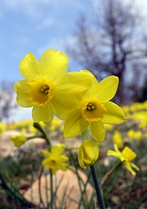 Narcissus assoanus (Amaryllidaceae)  - Narcisse d'Asso, Narcisse à feuilles de jonc, Narcisse de Requien Herault [France] 13/04/2005 - 730m