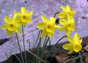 Narcissus assoanus (Amaryllidaceae)  - Narcisse d'Asso, Narcisse à feuilles de jonc, Narcisse de Requien Herault [France] 13/04/2005 - 730m