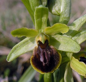 Ophrys araneola sensu auct. plur. (Orchidaceae)  - Ophrys litigieux Aisne [France] 03/04/2005 - 140m