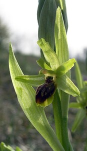 Ophrys araneola sensu auct. plur. (Orchidaceae)  - Ophrys litigieux Aisne [France] 03/04/2005 - 140m