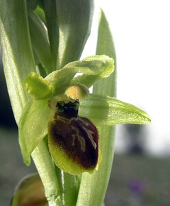 Ophrys araneola sensu auct. plur. (Orchidaceae)  - Ophrys litigieux Aisne [France] 03/04/2005 - 140m