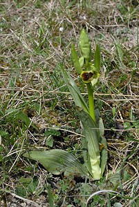 Ophrys araneola sensu auct. plur. (Orchidaceae)  - Ophrys litigieux Marne [France] 03/04/2005 - 170m