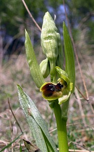 Ophrys araneola sensu auct. plur. (Orchidaceae)  - Ophrys litigieux Marne [France] 03/04/2005 - 170m