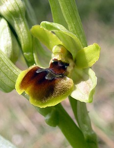 Ophrys araneola sensu auct. plur. (Orchidaceae)  - Ophrys litigieux Marne [France] 03/04/2005 - 170m