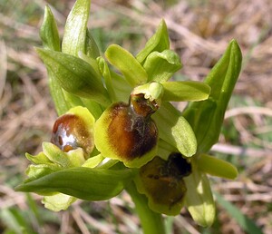 Ophrys araneola sensu auct. plur. (Orchidaceae)  - Ophrys litigieux Marne [France] 03/04/2005 - 170m