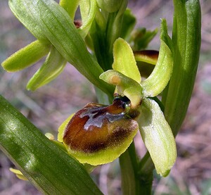 Ophrys araneola sensu auct. plur. (Orchidaceae)  - Ophrys litigieux Marne [France] 03/04/2005 - 170m