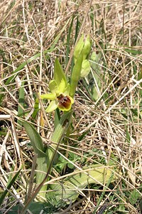 Ophrys araneola sensu auct. plur. (Orchidaceae)  - Ophrys litigieux Marne [France] 03/04/2005 - 170m