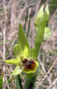 Ophrys araneola sensu auct. plur. (Orchidaceae)  - Ophrys litigieux Marne [France] 03/04/2005 - 170m