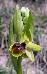 Ophrys araneola sensu auct. plur. (Orchidaceae)  - Ophrys litigieux Marne [France] 03/04/2005 - 170m