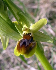 Ophrys araneola sensu auct. plur. (Orchidaceae)  - Ophrys litigieux Marne [France] 03/04/2005 - 170m