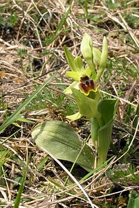 Ophrys araneola sensu auct. plur. (Orchidaceae)  - Ophrys litigieux Marne [France] 03/04/2005 - 170m