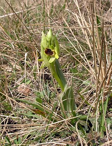 Ophrys araneola sensu auct. plur. (Orchidaceae)  - Ophrys litigieux Marne [France] 03/04/2005 - 170m