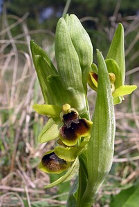 Ophrys araneola sensu auct. plur. (Orchidaceae)  - Ophrys litigieux Marne [France] 03/04/2005 - 170m