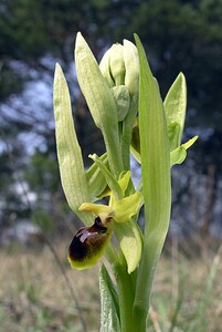 Ophrys araneola sensu auct. plur. (Orchidaceae)  - Ophrys litigieux Marne [France] 03/04/2005 - 170m