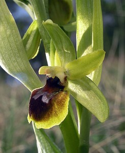 Ophrys araneola sensu auct. plur. (Orchidaceae)  - Ophrys litigieux Marne [France] 03/04/2005 - 170m