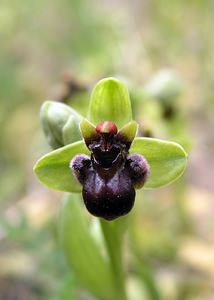 Ophrys bombyliflora (Orchidaceae)  - Ophrys bombyle Aude [France] 14/04/2005 - 50m