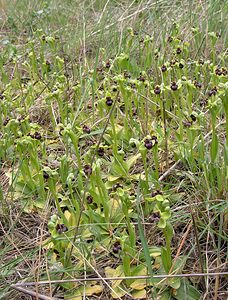 Ophrys bombyliflora (Orchidaceae)  - Ophrys bombyle Aude [France] 15/04/2005 - 50m