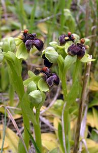 Ophrys bombyliflora (Orchidaceae)  - Ophrys bombyle Aude [France] 15/04/2005 - 50m